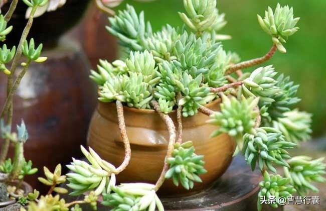 它像个小刺猬,一定会萌到你,并且花语还是积极的、有善意的