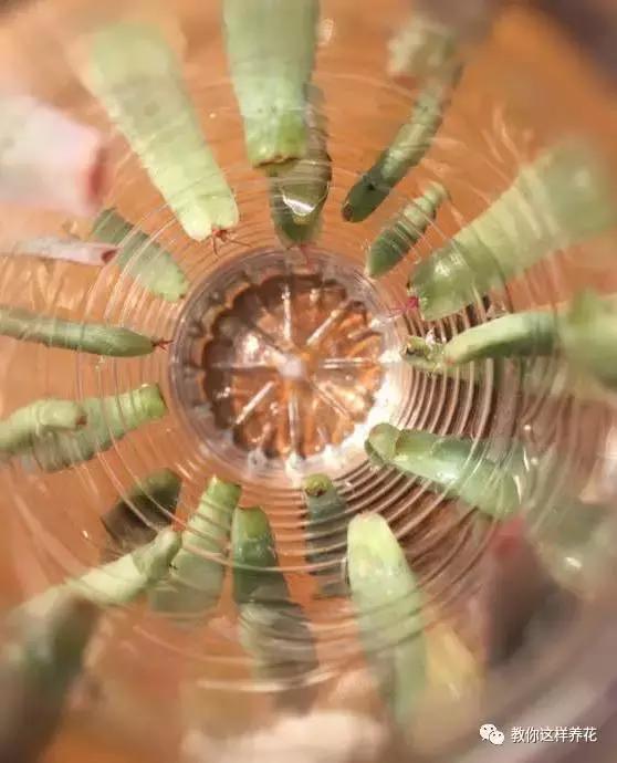 塑料瓶扔了就是扔钱！用来养花就是宝贝，看到了快捡！