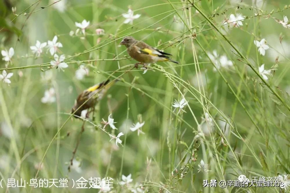 鏄嗗北楂樻柊鐜夋箹灏忓,鏄嗗北甯傞珮鏂板尯鐜夋箹灏忓