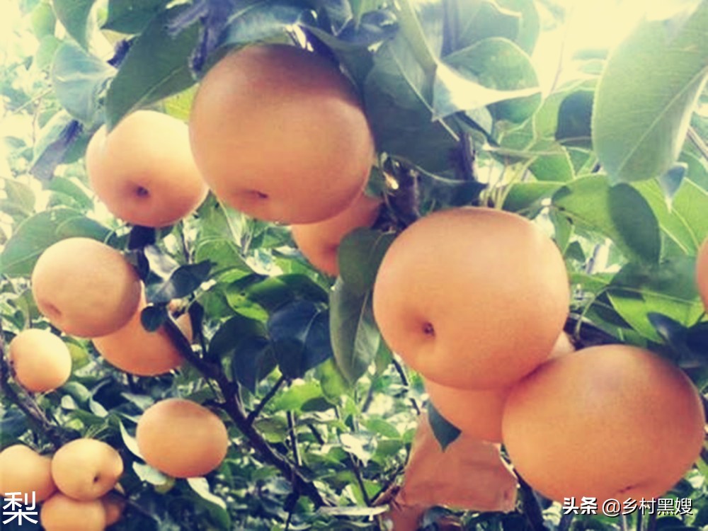 梨是从哪里来的,梨是怎么长出来的视频