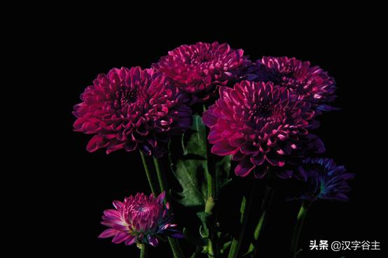 读“菊”，读出其自然本性与人文意象