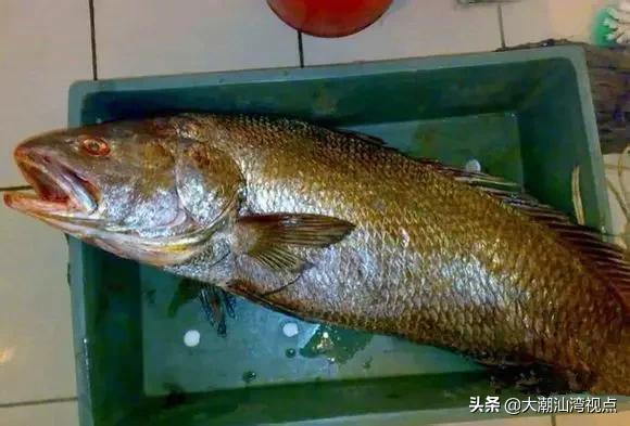 作为潮汕人，这89种海鲜你都能对上号吗