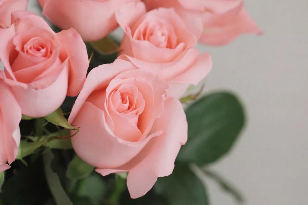 花店必备的5款玫瑰,鲜花图鉴一次性认识30种玫瑰花