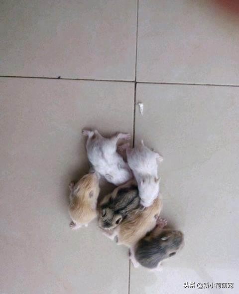 仓鼠肚子下有黄色的是什么,仓鼠肚子底下的是什么