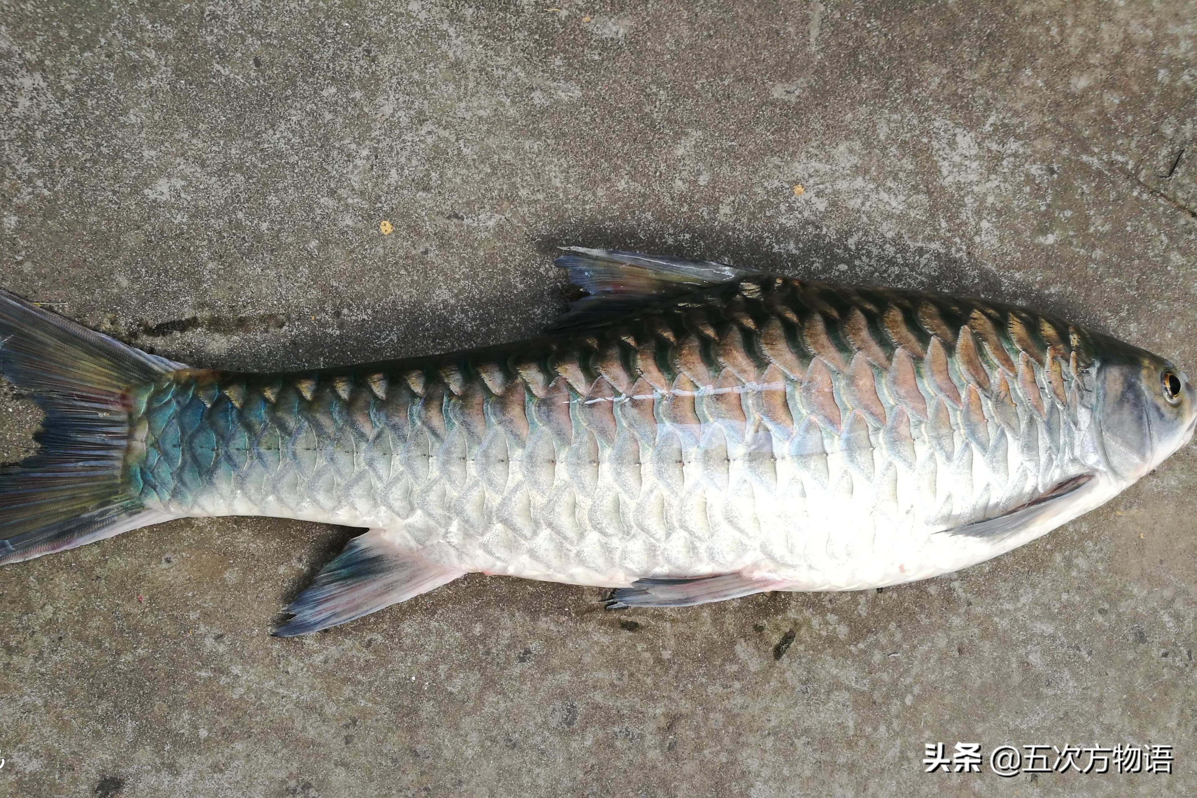 最神秘的淡水鱼,世界上最好吃的淡水鱼