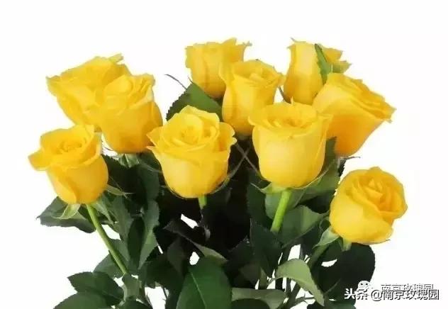 「花师傅开课啦」爱花人必知！南京*瑰园玫**为你科普百种玫瑰