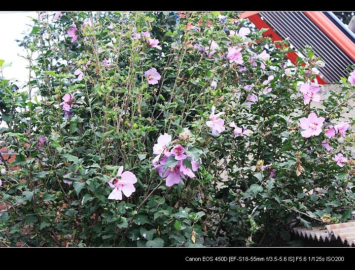 记录农家小院的真实生活,北方农村隐居田园的生活