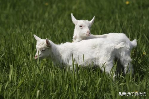 上善若水善是什么意思,善是啥意思