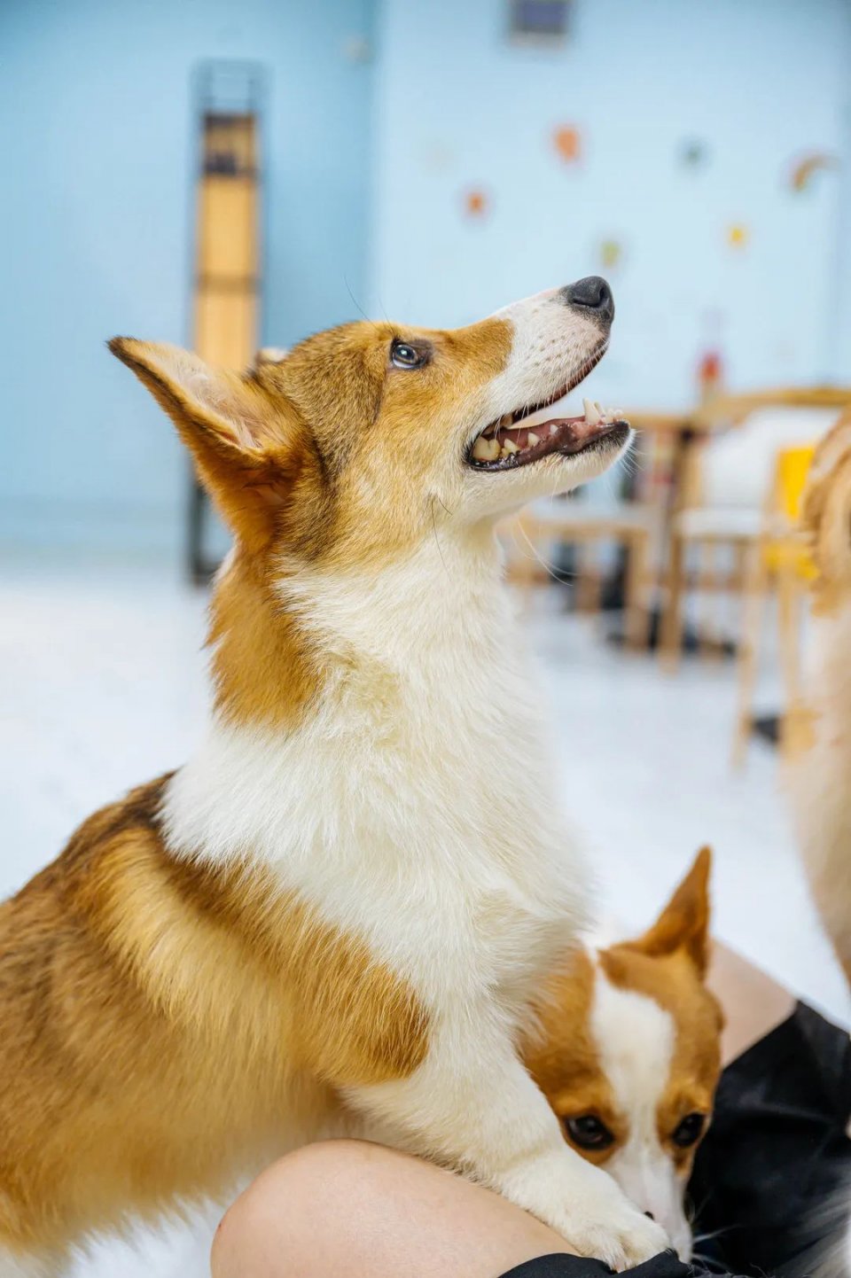 吸屁屁，短腿大耳肉嘟嘟，这家店进去就出不来了…