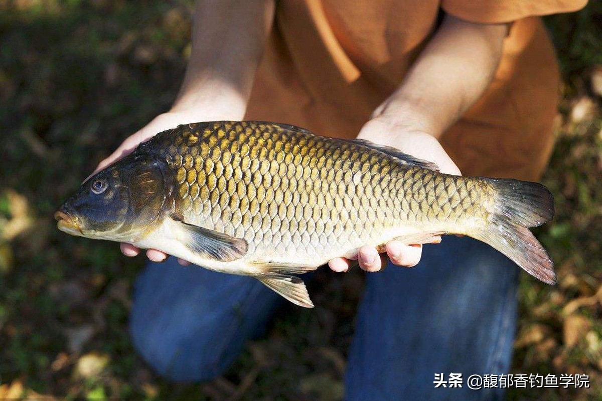 鲤鱼最喜欢吃什么小鱼,鲤鱼最喜欢吃什么植物