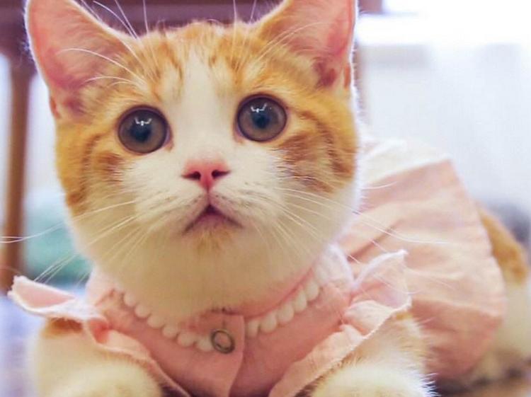 后院猫舍领养猫,养猫后院