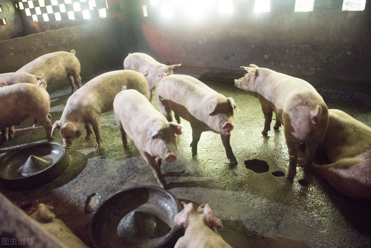 生猪检疫检测比例,生猪检疫工作纪实