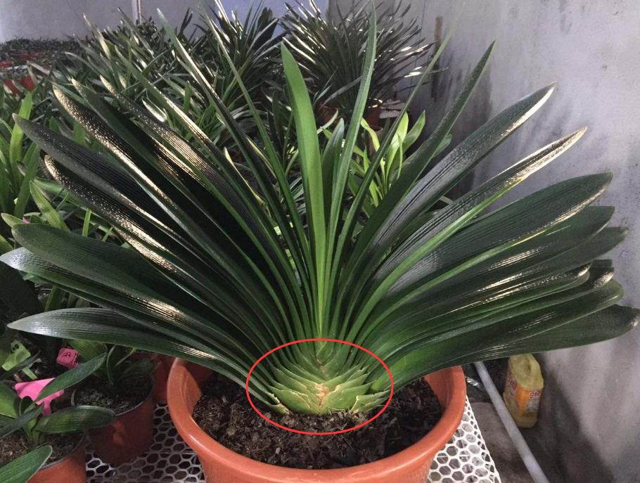 君子兰算富贵花吗,君子兰元宝花