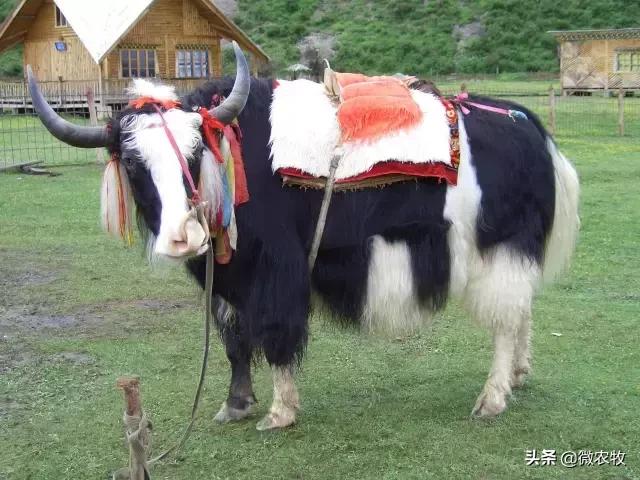 养牛不懂品种是不行的!牛品种大全!转了!