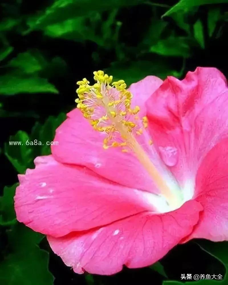 一至十二月的花期,12月到2月份的花期