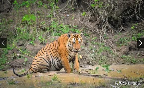 虎王拉贾孩子,虎王拉贾儿子怎么死的