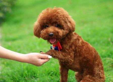 训练泰迪犬的“黄金时期”，主人不要错过了，教几次它就会了