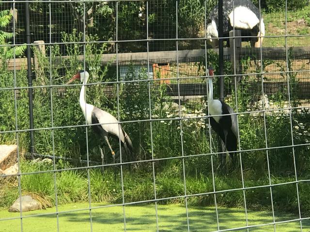 探访华盛顿动物园,波士顿公园周边游