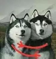 福懋宠物医院驱虫,福懋宠物医院母狗绝育