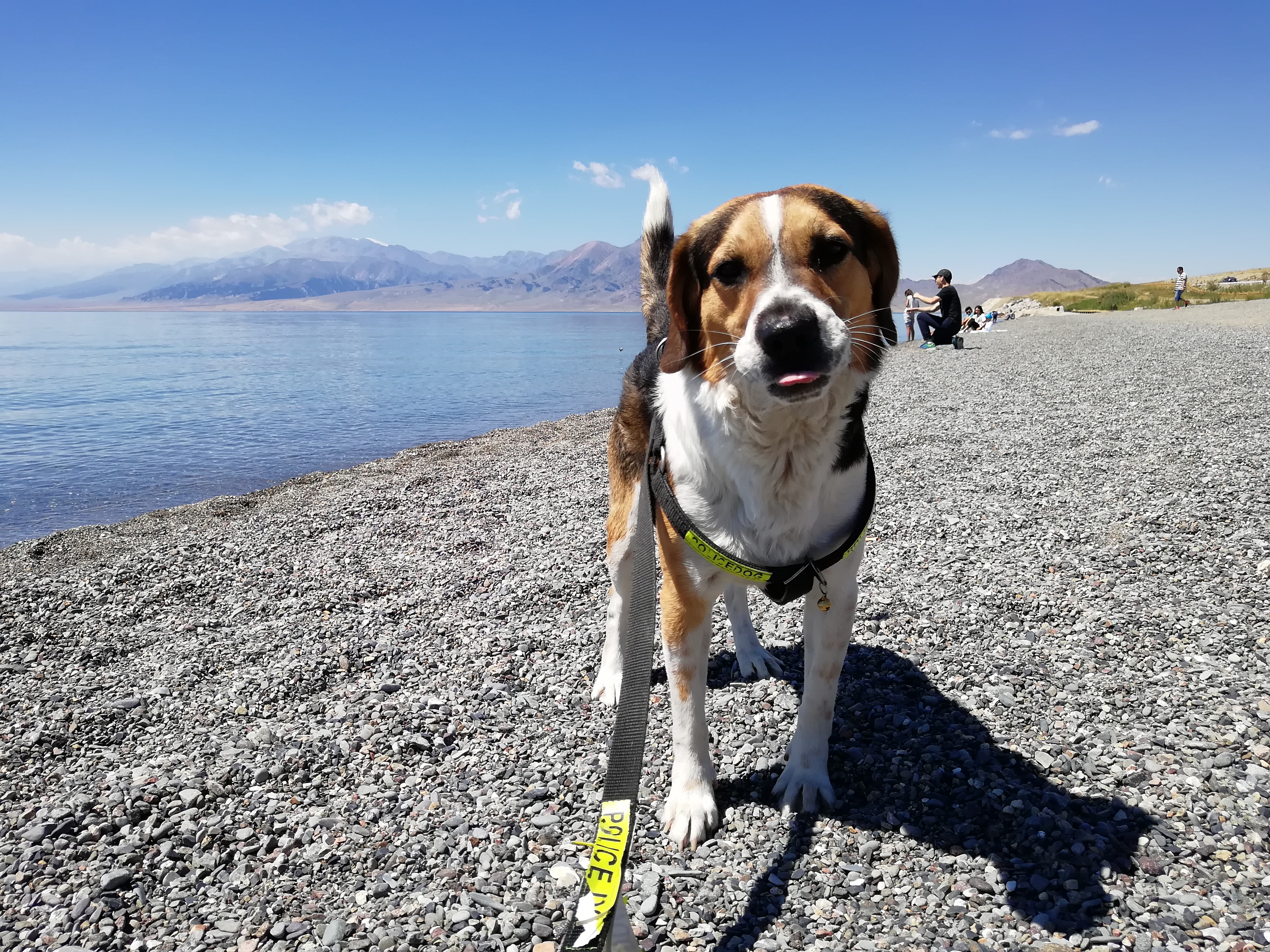 带狗自驾新疆注意事项,想带狗狗去新疆