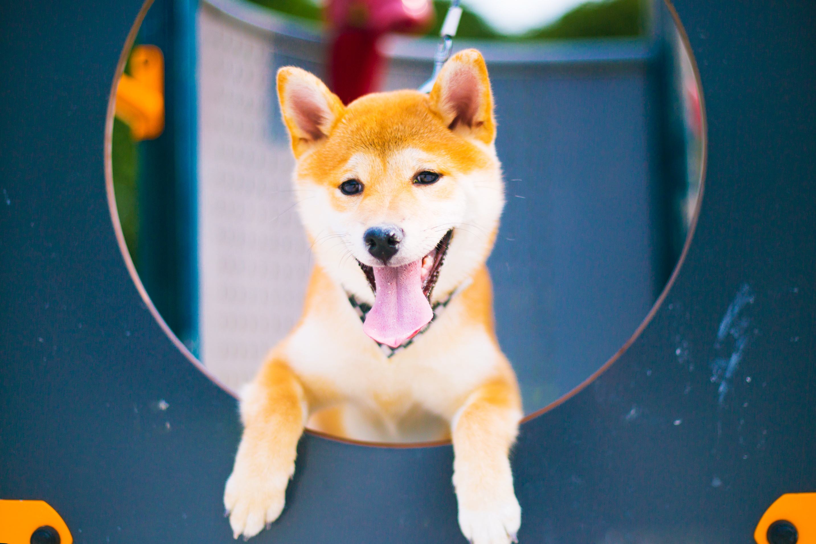 便宜的柴犬跟贵的有什么区别,为什么柴犬越来越贵