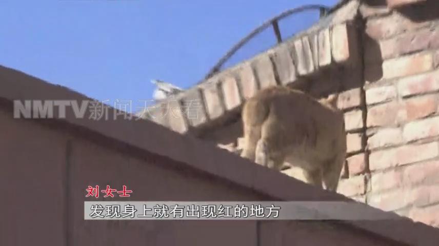 呼和浩特一女子花1500元买了只小猫，几天后孩子身上竟出了红疹？！女子投诉猫舍职能部门介入