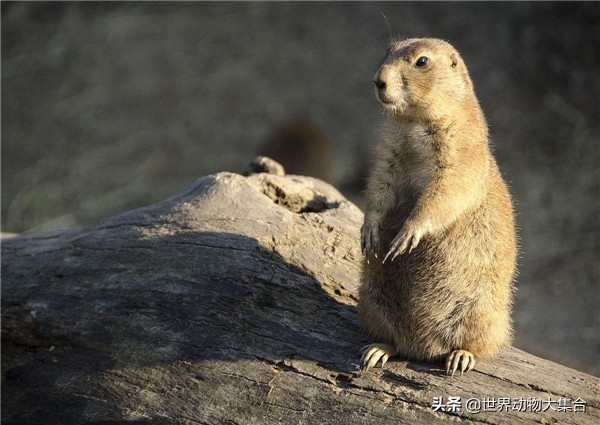 抖音土拨鼠是谁,抖音最近很火的土拨鼠是什么