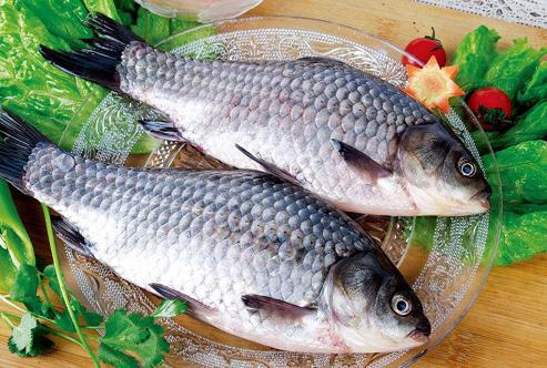 胖头鱼炖豆腐和鲫鱼炖豆腐哪个好,鲫鱼炖豆腐怎么做最好吃