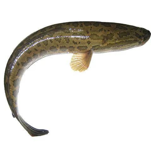 鱼怎么区别草鱼鲫鱼鲤鱼,怎样分辨草鱼和鲤鱼