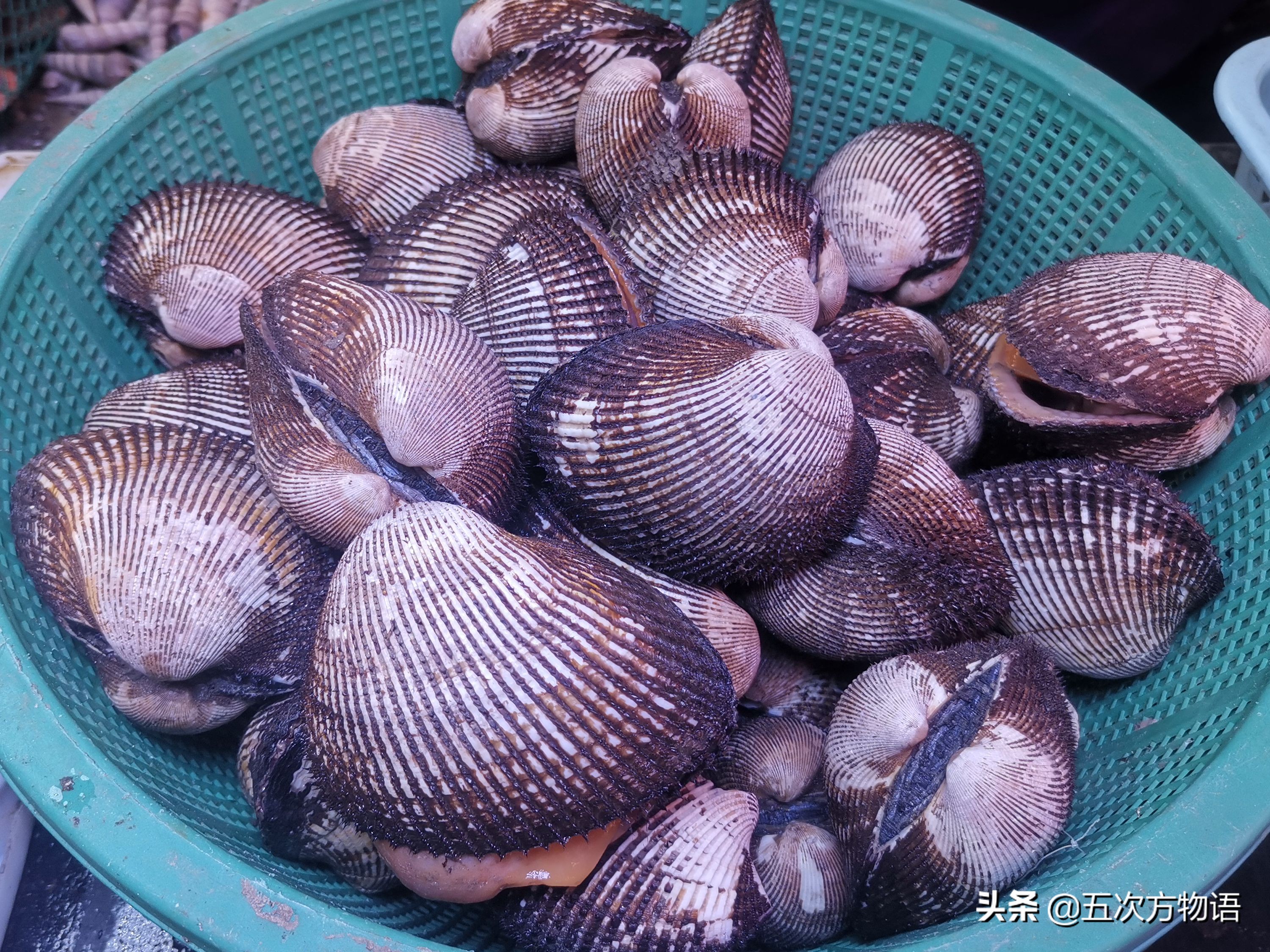 好吃的贝类品种大全,青岛贝类海鲜有哪些品种