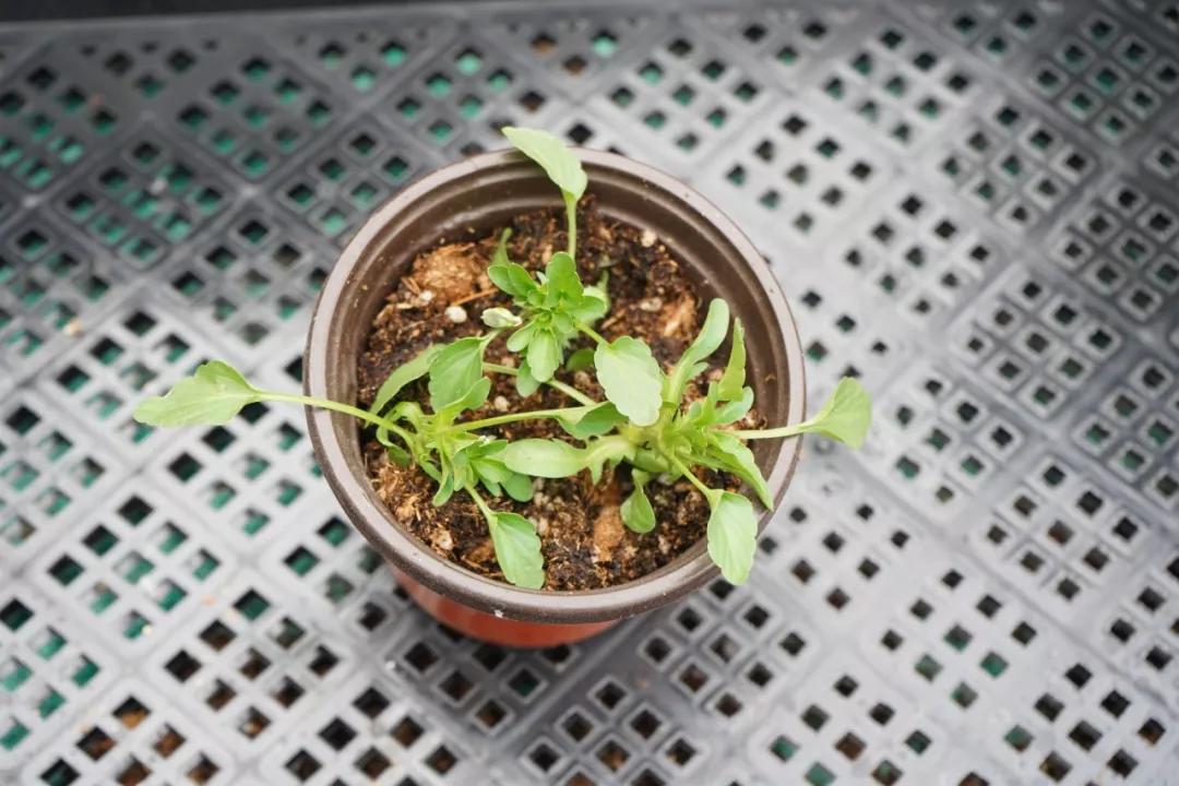 盆栽植物细长徒长怎么办,植物侧枝要不要修剪