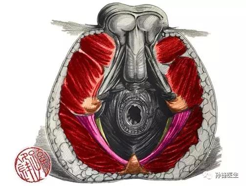 医学笔记︱男性会阴部的肌肉系统(中肛管水平):(下)