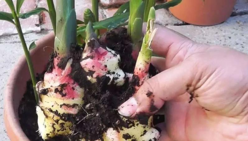 椋熺敤濮滅泦鏍界殑鏂规硶,鐢熷闀挎斁鍦ㄧ泦閲屽張闀垮嚭鏂板