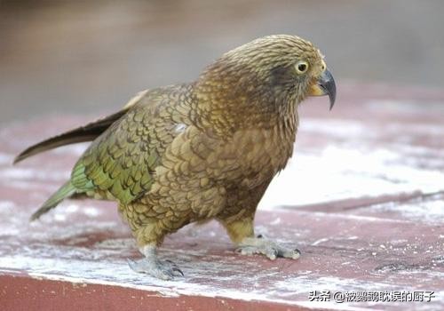 全球鹦鹉拆家指数排名前四：万万没想到，*迁拆**小队长是金刚鹦鹉!