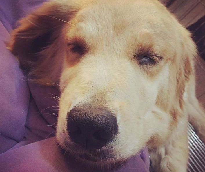 养金毛犬要注意什么,饲养金毛犬有哪些注意事项