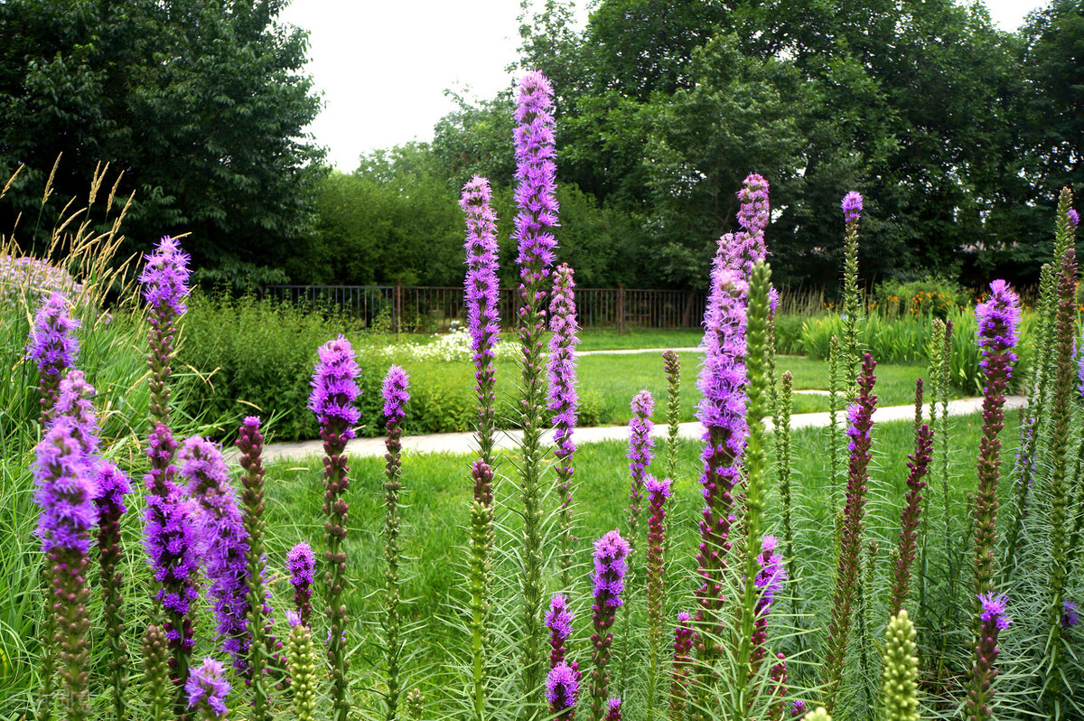 100种常见园林图鉴,列举20类不同的园林花卉