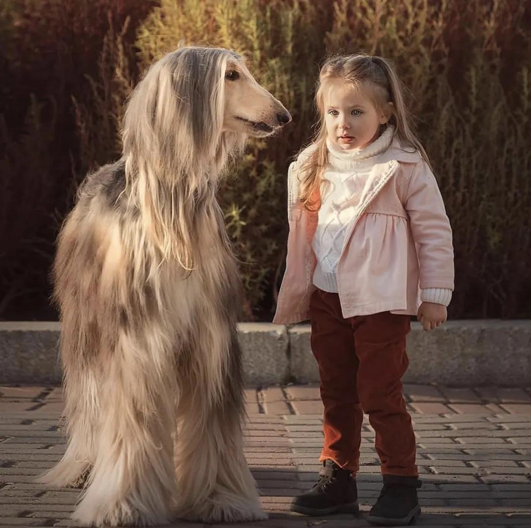 萌犬犬种,惹人喜爱的萌犬