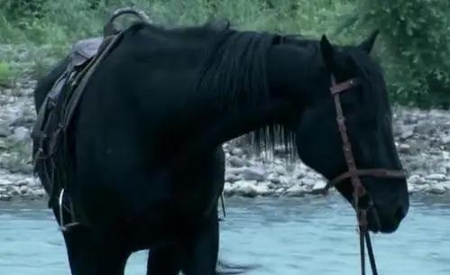 龙陵大户发家故事之：姜家马屎马