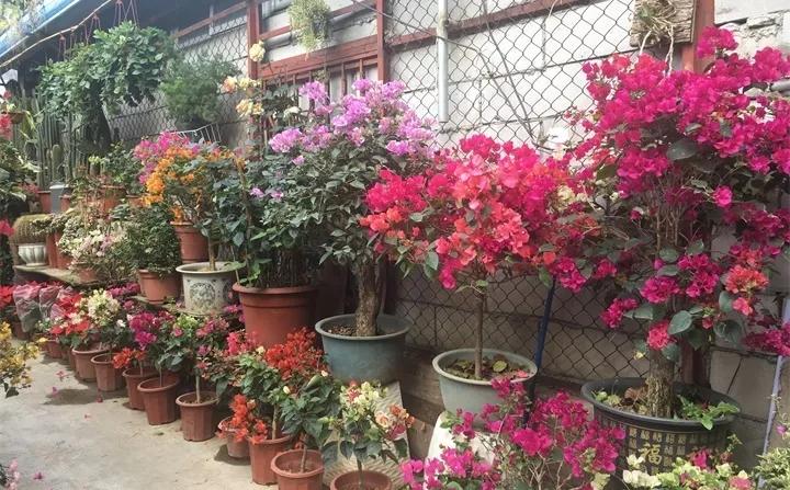 盆栽花发蔫什么原因,买回来的花很快就蔫的原因