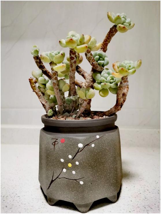 多肉虐我千百遍，我待多肉如初恋