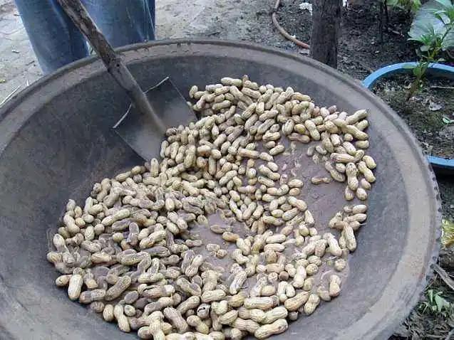 炒花生（作者：张晓峰）