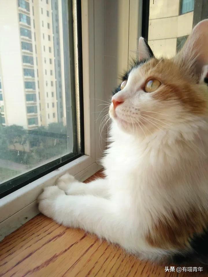 漂亮的三花猫欣赏,最迷人的三花猫