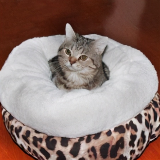 买的窝猫咪不睡怎么办,猫咪死后猫窝怎么办