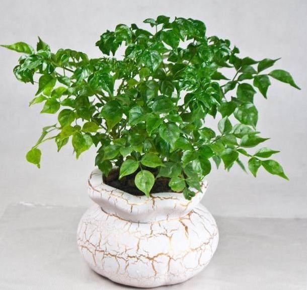 生活在钢筋水泥的丛林里,生活在钢筋水泥里