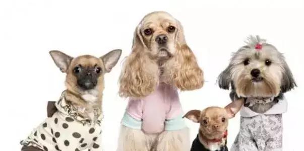 女狗狗该不该做绝育,狗狗做绝育的利与弊