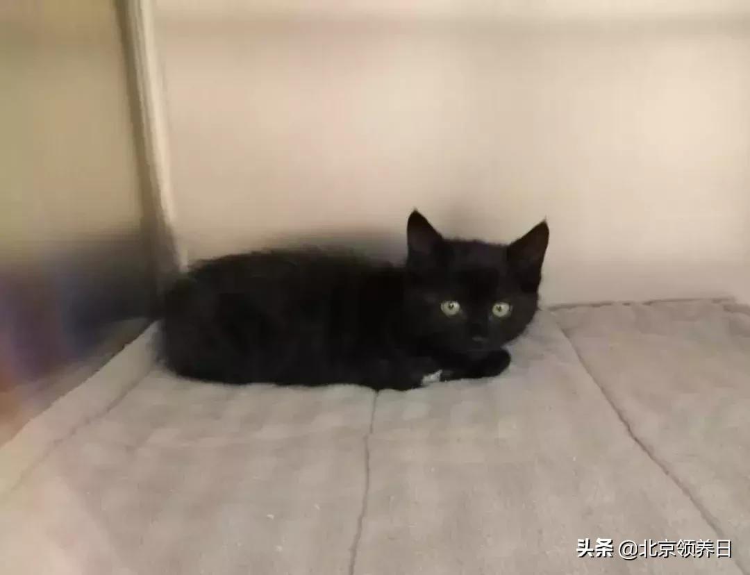 #领养代替购买#给它们一个家|线上宠物领养日,20190608加场