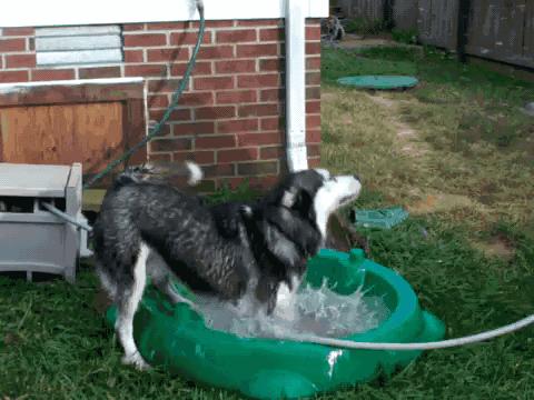狗狗趾间炎怎么治疗用什么药,狗狗得了趾间炎需要怎么治疗呢