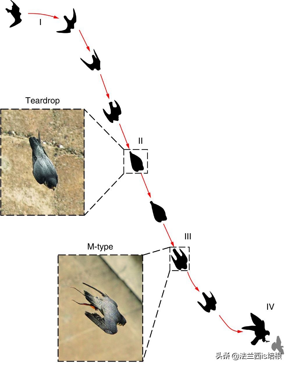 飞得最快的游隼，破解了航空史上的气流分离难题