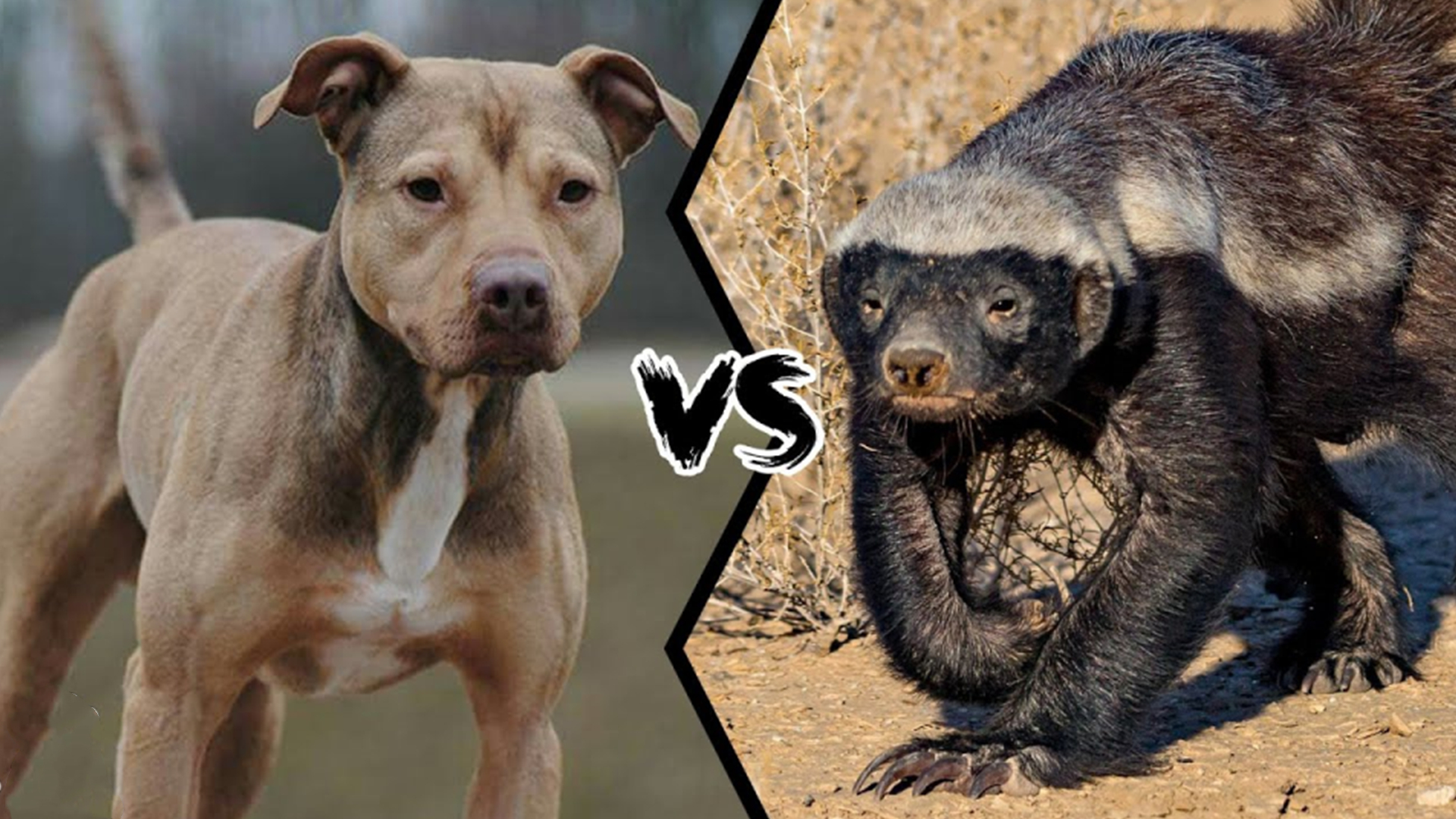 平头哥和比特犬谁厉害,平头哥和比特犬大战