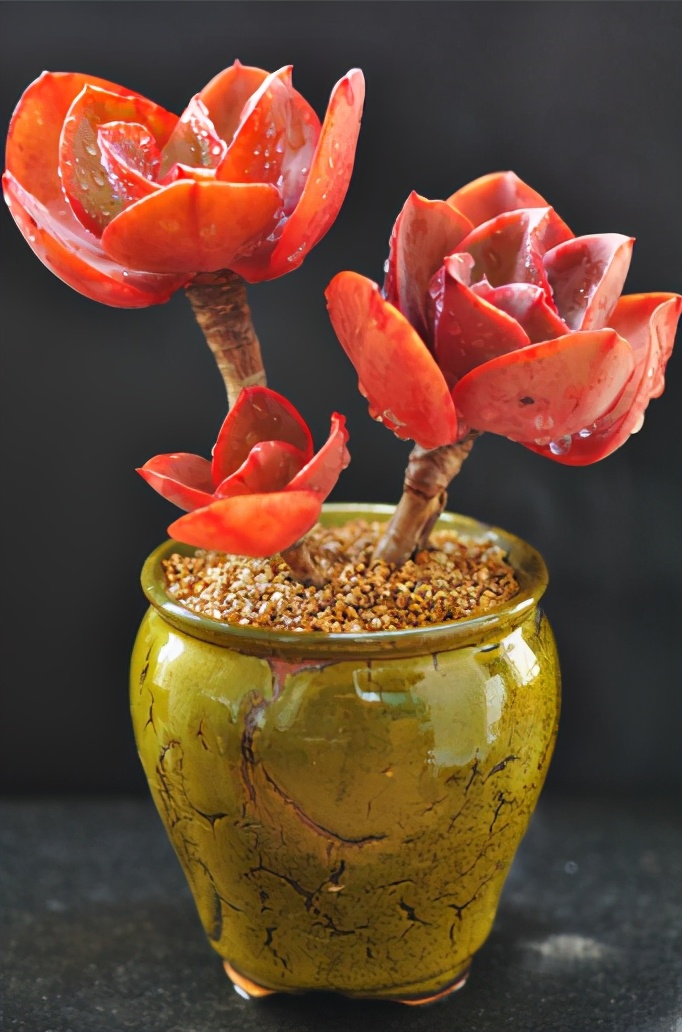 韩国多肉大全图片,多肉公主的图片